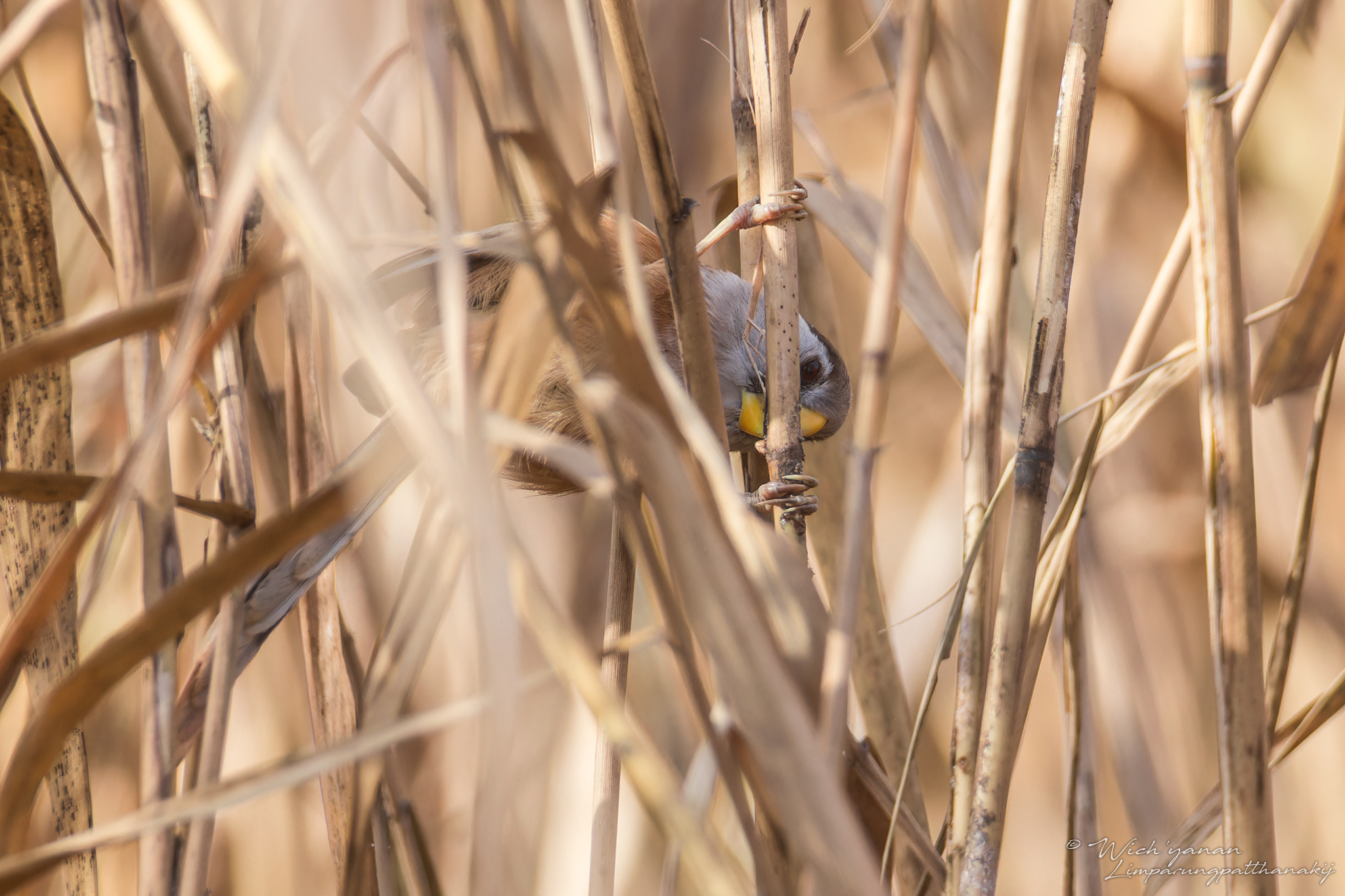 Reed Parrotbill