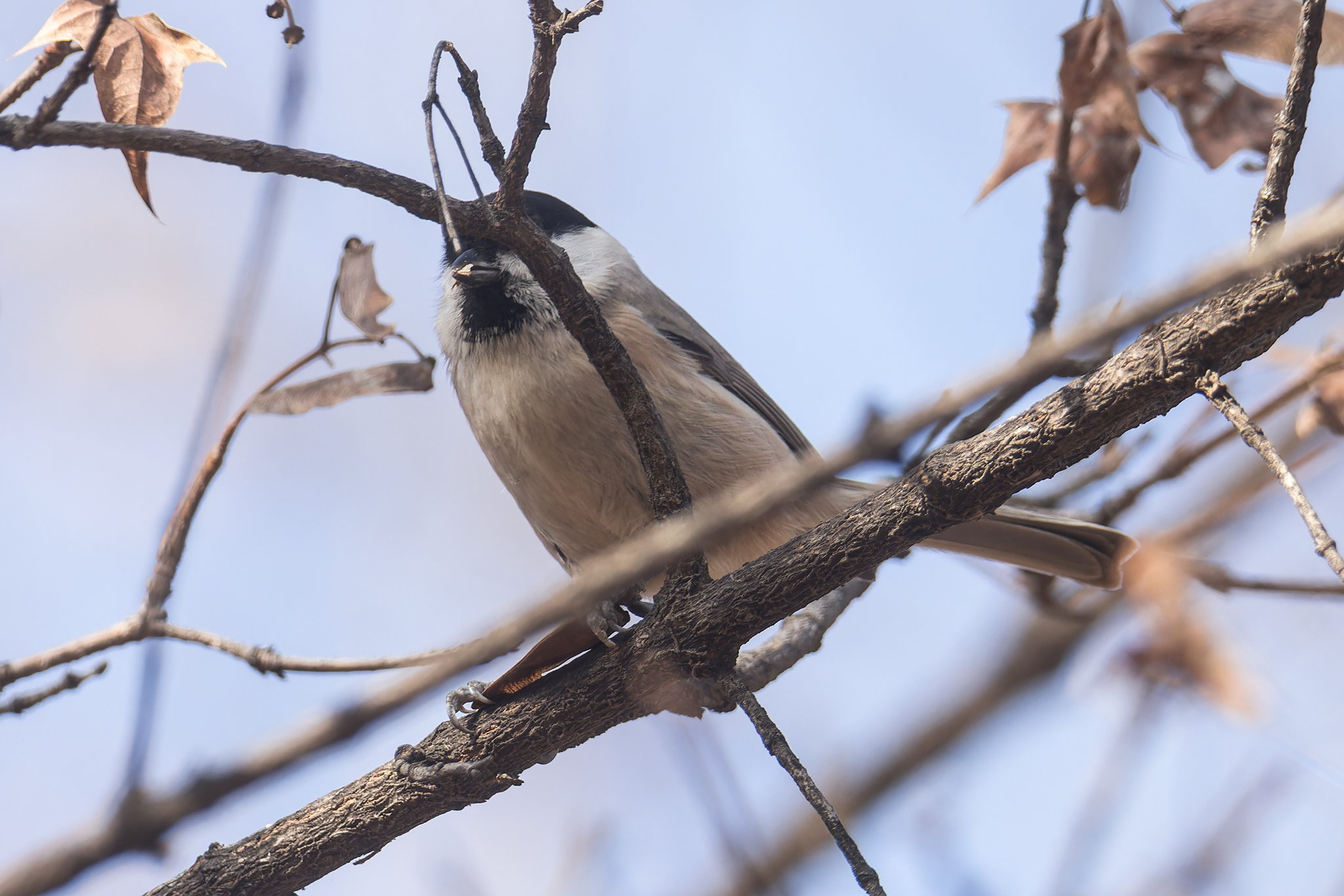 Marsh Tit