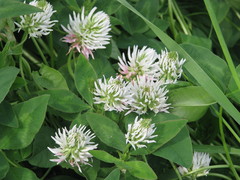 Trifolium ambiguum