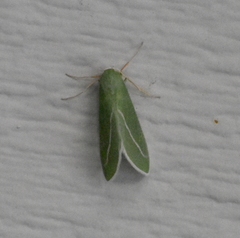 Chlorosea margaretaria