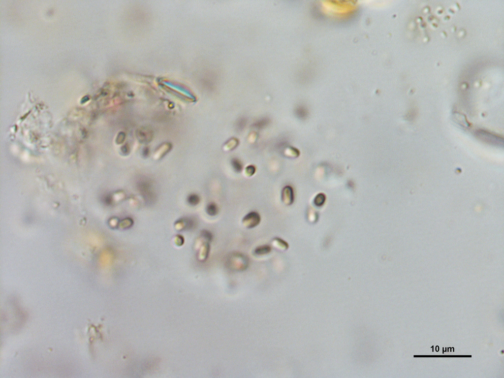 Anathece smithii