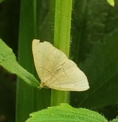 Zanclognatha pedipilalis