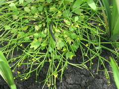 Ranunculus polyphyllus