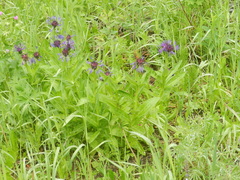 Centaurea montana