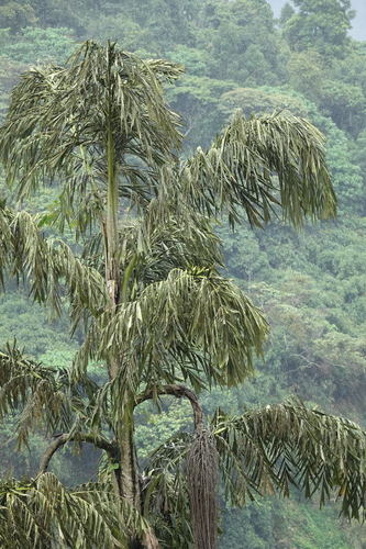 Caryota urens
