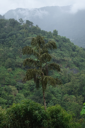 Caryota urens