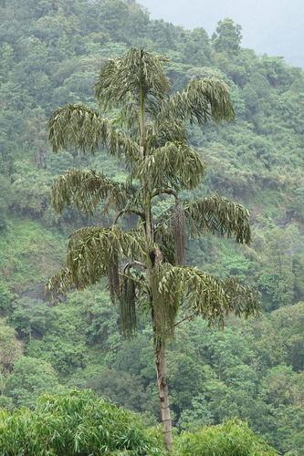 Caryota urens