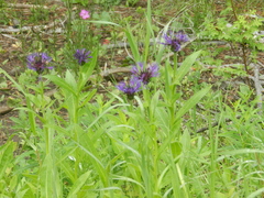 Centaurea montana