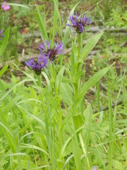 Centaurea montana