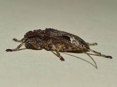 Lagocheirus araneiformis