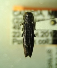 Agrilus granulatus