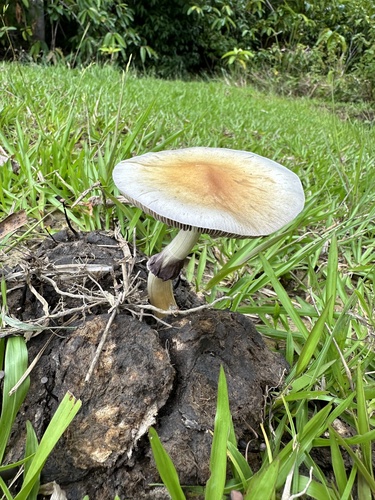 Magic Mushroom