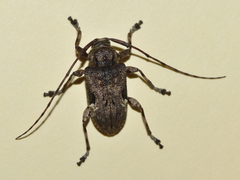 Lagocheirus araneiformis