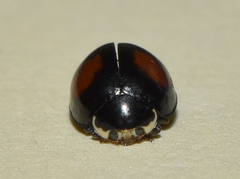Olla v-nigrum