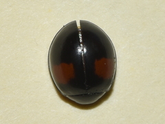 Olla v-nigrum
