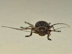 Lagocheirus araneiformis