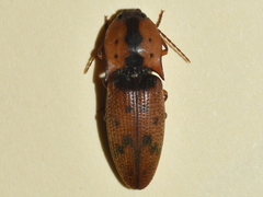 Agrypninae