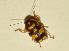 Griburius decoratus