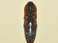 Agrypninae
