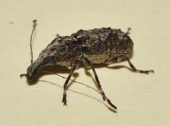 Meconemus