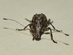 Meconemus