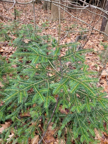 Cilician fir (Abies cilicica)