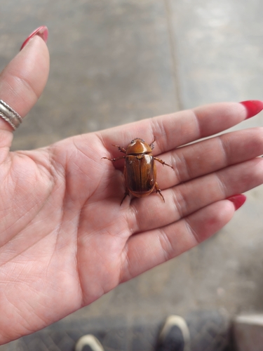 Pelidnota championi