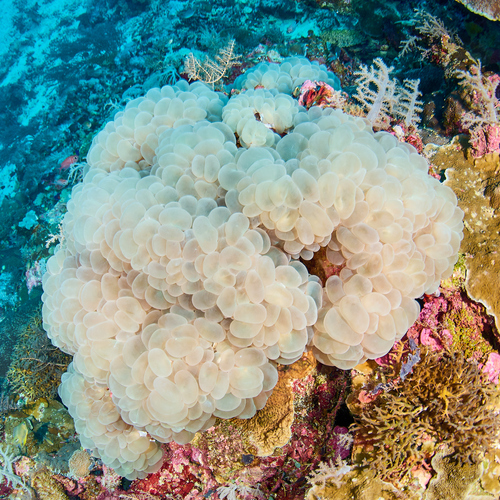 Photo of Bubble coral (Plerogyra sinuosa)