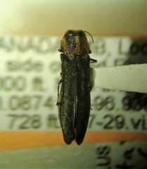 Agrilus vittaticollis