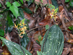 Plocoglottis plicata