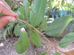 Morisonia odoratissima, photograph Fabrício Mil Homens Riella, CC BY, iNaturalist via GBIF