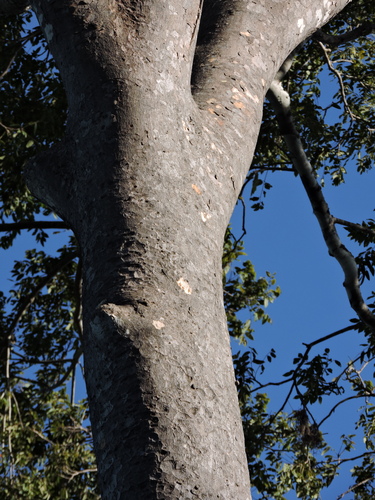 Image of Astronium graveolens by (c) Fabrício Mil Homens Riella, some rights reserved (CC BY)