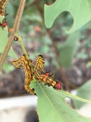 Oedemasia concinna