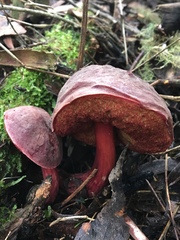 Boletus barragensis