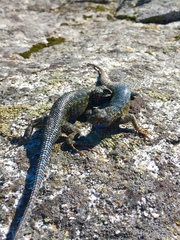 Sceloporus occidentalis taylori