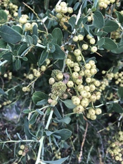 Ceanothus leucodermis