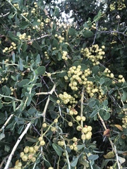 Ceanothus leucodermis