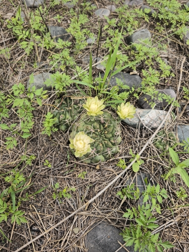 Gymnocalycium marsoneri