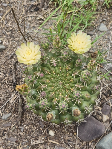 Gymnocalycium marsoneri