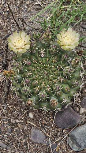 Gymnocalycium marsoneri