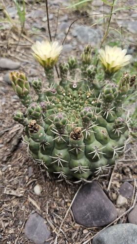 Gymnocalycium marsoneri