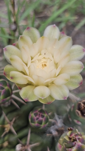 Gymnocalycium marsoneri