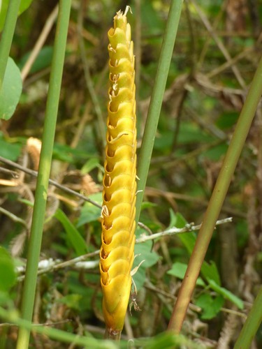 Rattlesnake plant (Calathea crotalifera)
