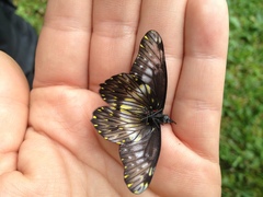 Catasticta flisa flisa