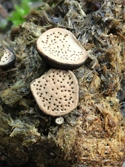 Poronia erici