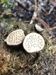 Poronia erici