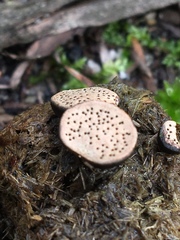Poronia erici