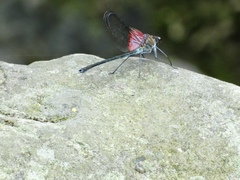 Archineura incarnata