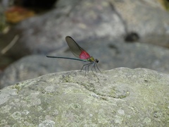 Archineura incarnata