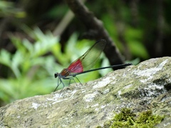 Archineura incarnata